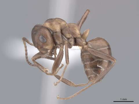 Image of wood ant