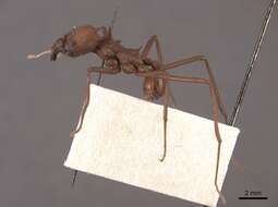 Image of leaf-cutter ants