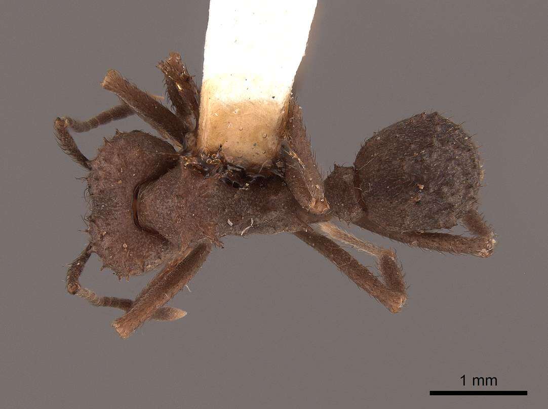 Plancia ëd Acromyrmex hispidus Santschi 1925