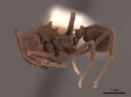 Plancia ëd Acromyrmex hispidus Santschi 1925