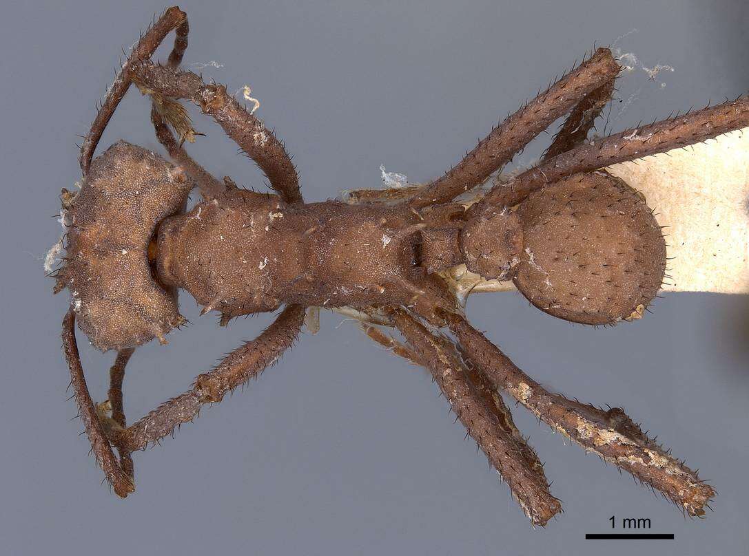 Image of Acromyrmex octospinosus (Reich 1793)