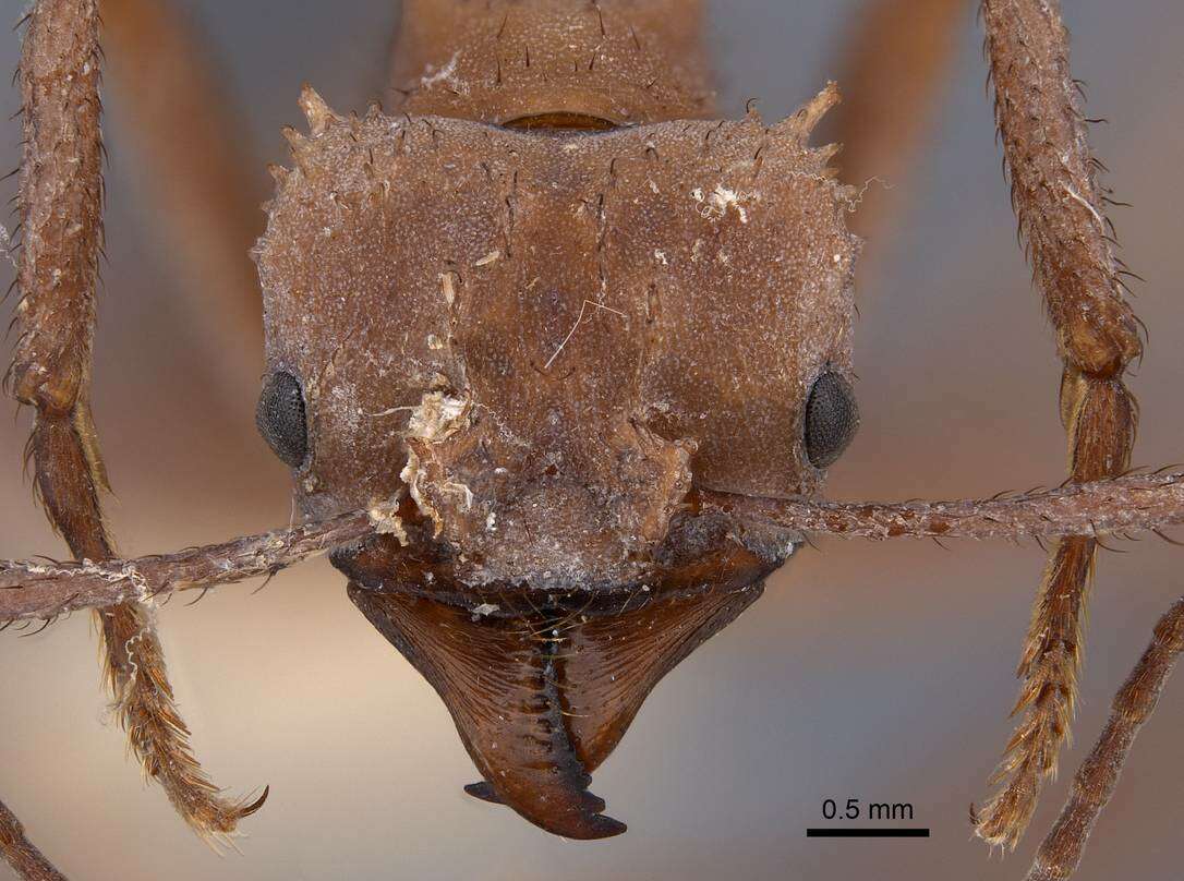 Plancia ëd Acromyrmex octospinosus (Reich 1793)