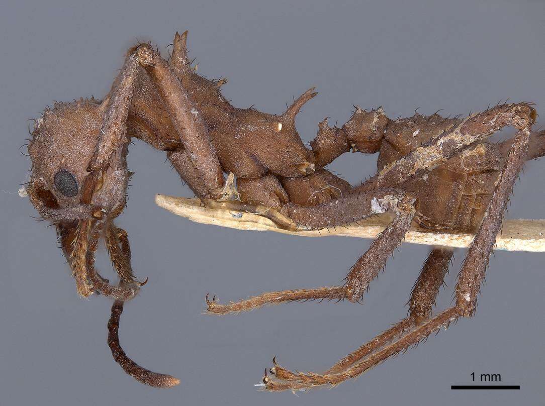 Plancia ëd Acromyrmex octospinosus (Reich 1793)