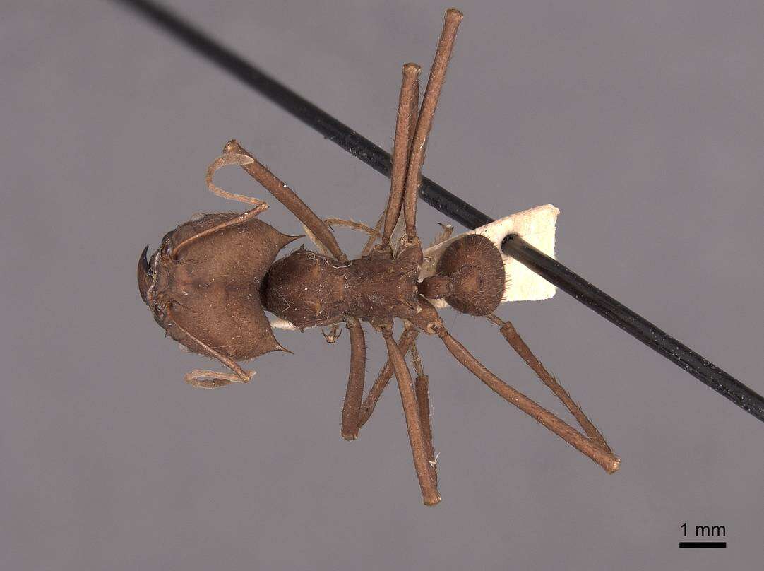 Image of Ant