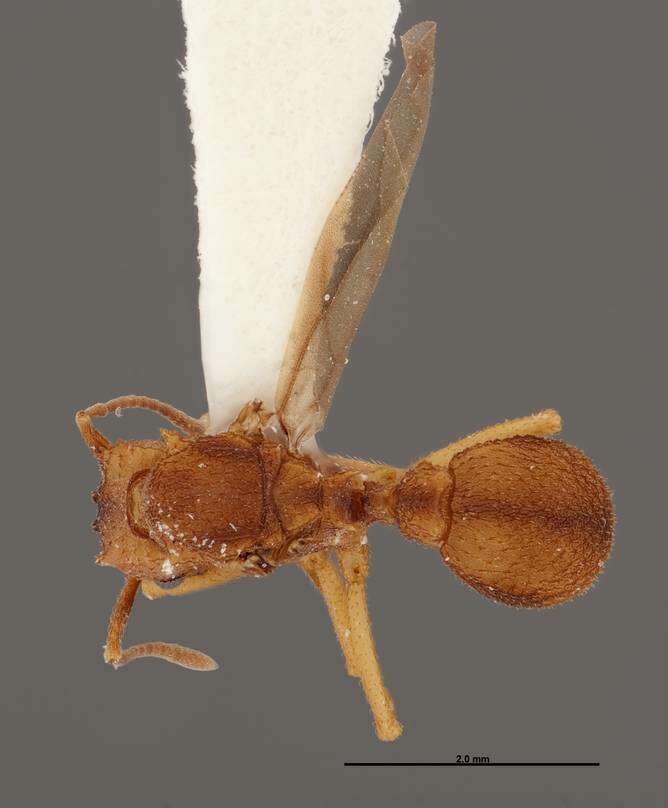 Image of Myrmicinae