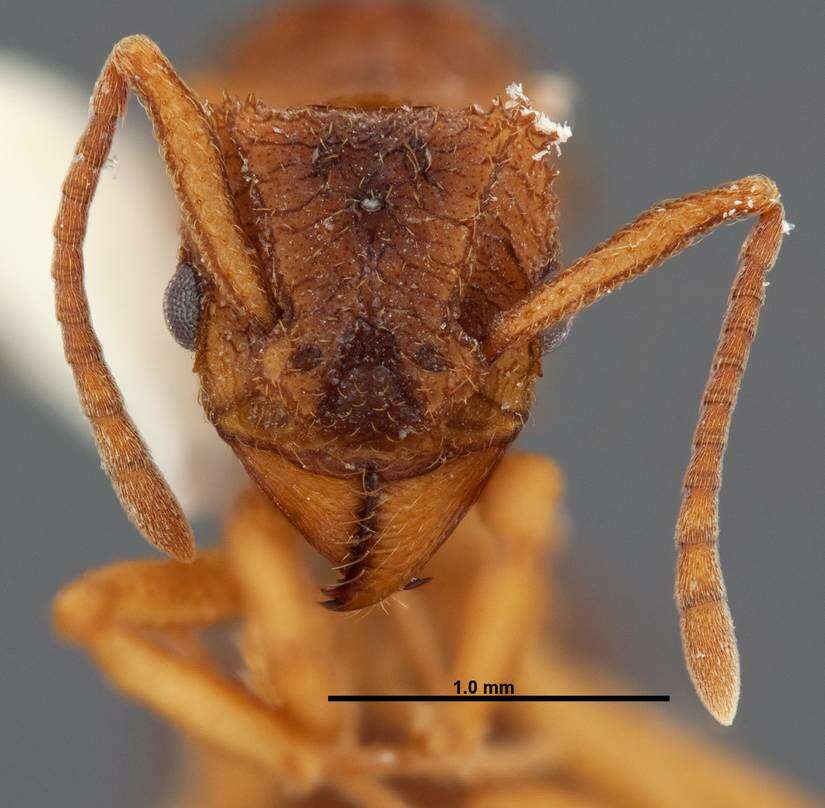 Image of Myrmicinae