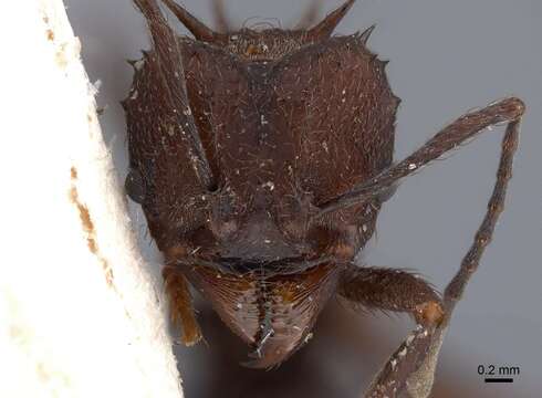 Image of leaf-cutter ants