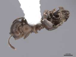 Image of Crematogaster opaca Mayr 1870