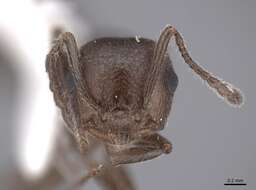 Image of Crematogaster opaca Mayr 1870