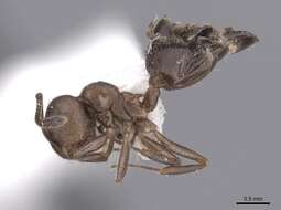 Image of Crematogaster opaca Mayr 1870