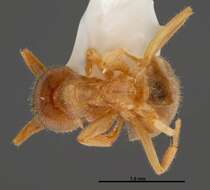 Image de Lasius xerophilus MacKay & MacKay 1994