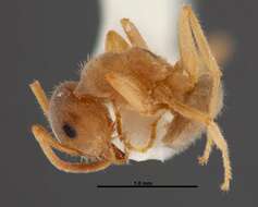 Image de Lasius xerophilus MacKay & MacKay 1994