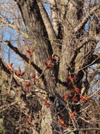 Image of Black Poplar