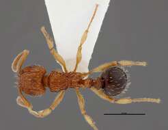 Image of Tetramorium pinnipilum Bolton 1980