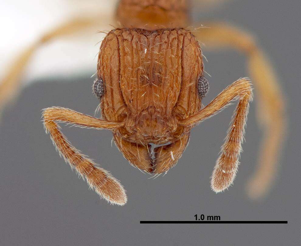 Image of Tetramorium pinnipilum Bolton 1980