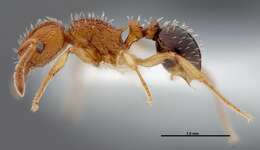 Image of Tetramorium pinnipilum Bolton 1980