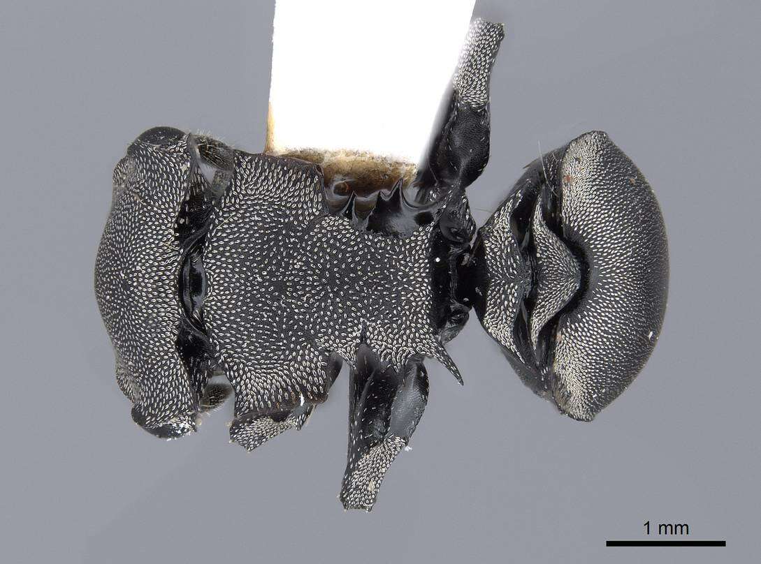 Cephalotes basalis (Smith 1876) resmi