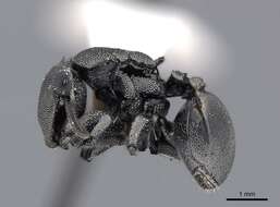 Cephalotes basalis (Smith 1876) resmi