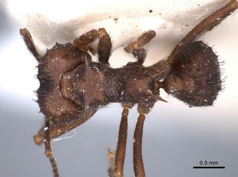 Image of Acromyrmex hystrix (Latreille 1802)