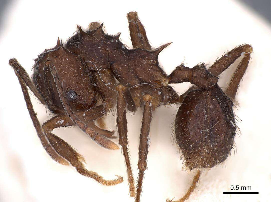 Image of Acromyrmex hystrix (Latreille 1802)