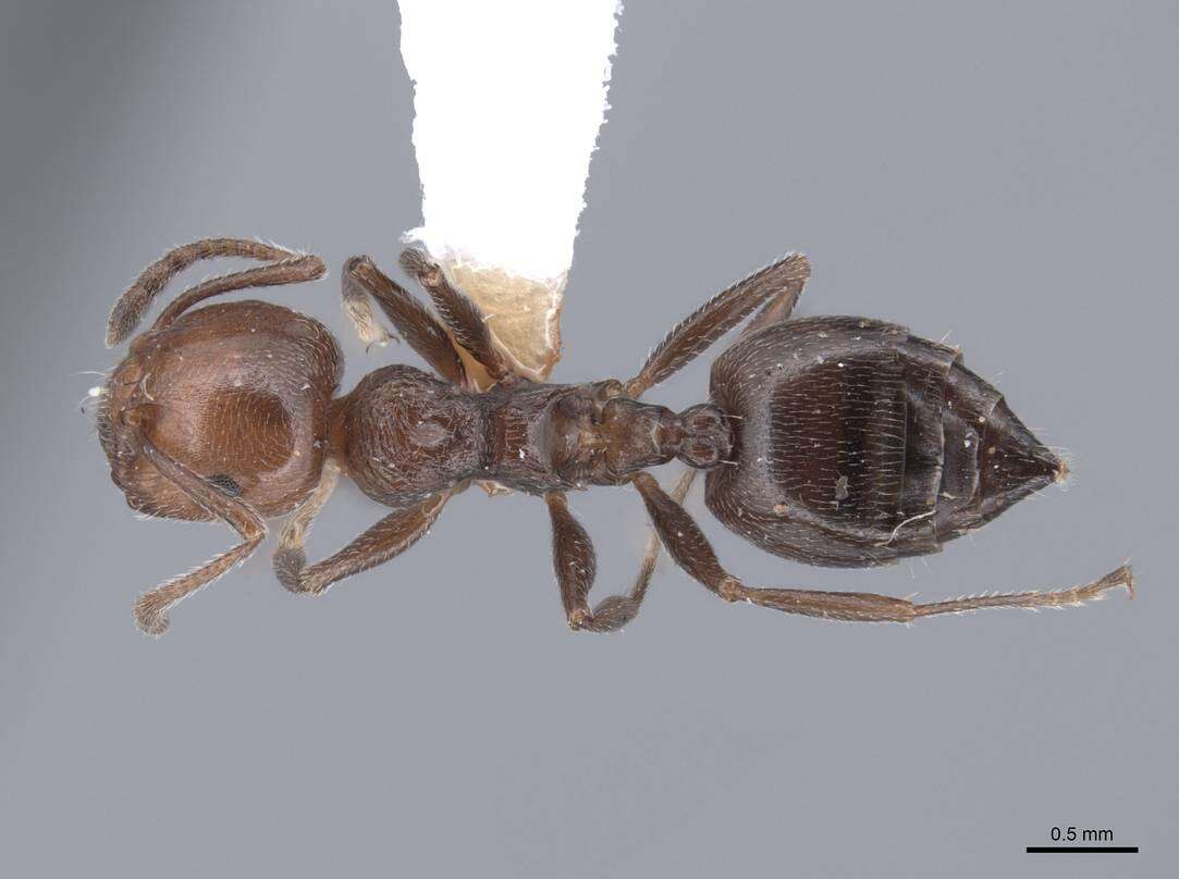 صورة Crematogaster auberti Emery 1869