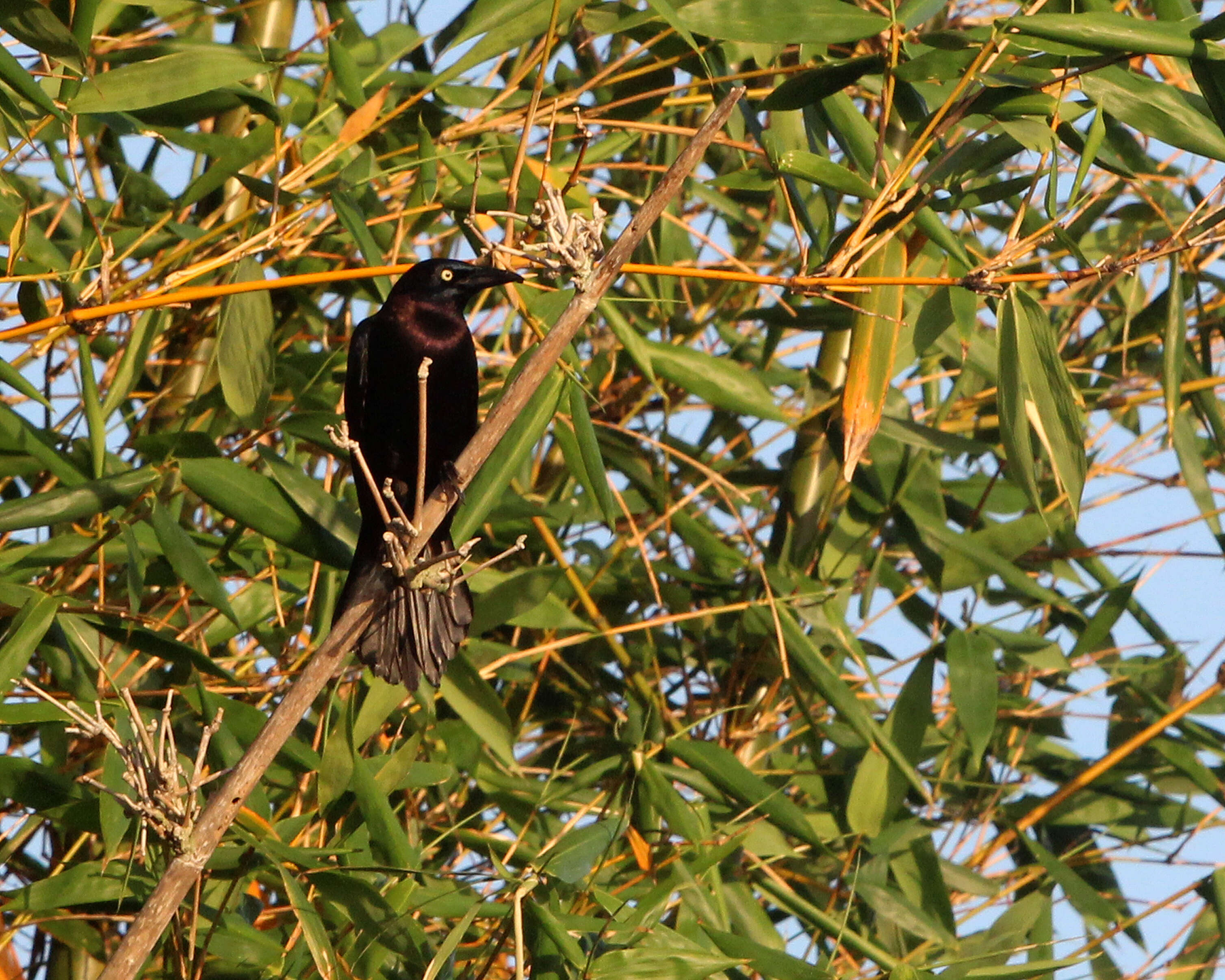 Image de Quiscale bronzé