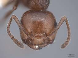 صورة Crematogaster auberti Emery 1869