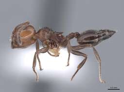 صورة Crematogaster auberti Emery 1869