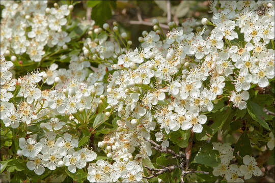 Image of Common Hawthorn