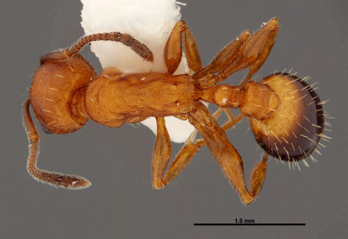 Image of Temnothorax punctaticeps