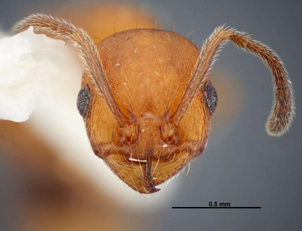 Image of Temnothorax punctaticeps