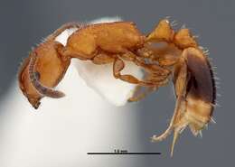 Image of Temnothorax punctaticeps