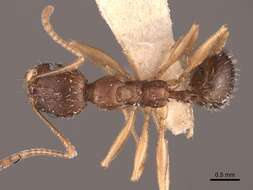 Image de Aphaenogaster fulva Roger 1863