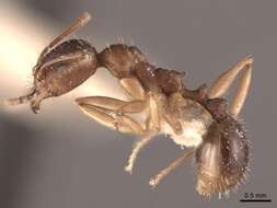 Image de Aphaenogaster fulva Roger 1863