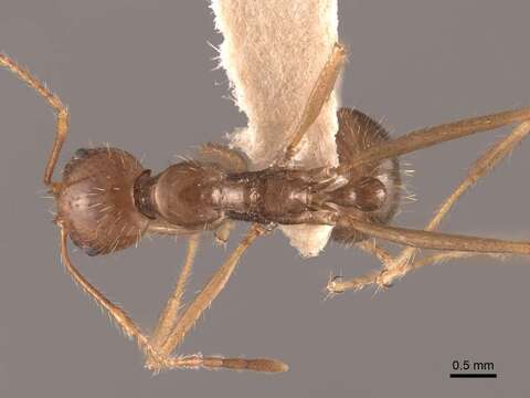 Слика од Aphaenogaster longiceps (Smith 1858)