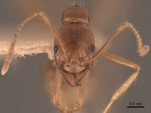 Слика од Aphaenogaster longiceps (Smith 1858)