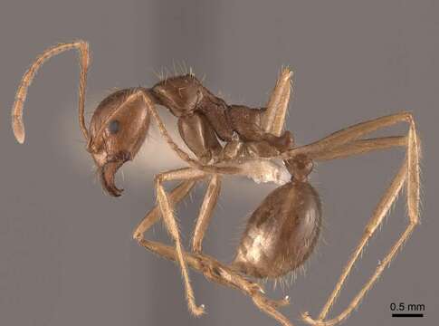 Слика од Aphaenogaster longiceps (Smith 1858)