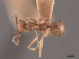 Image of Aphaenogaster carolinensis