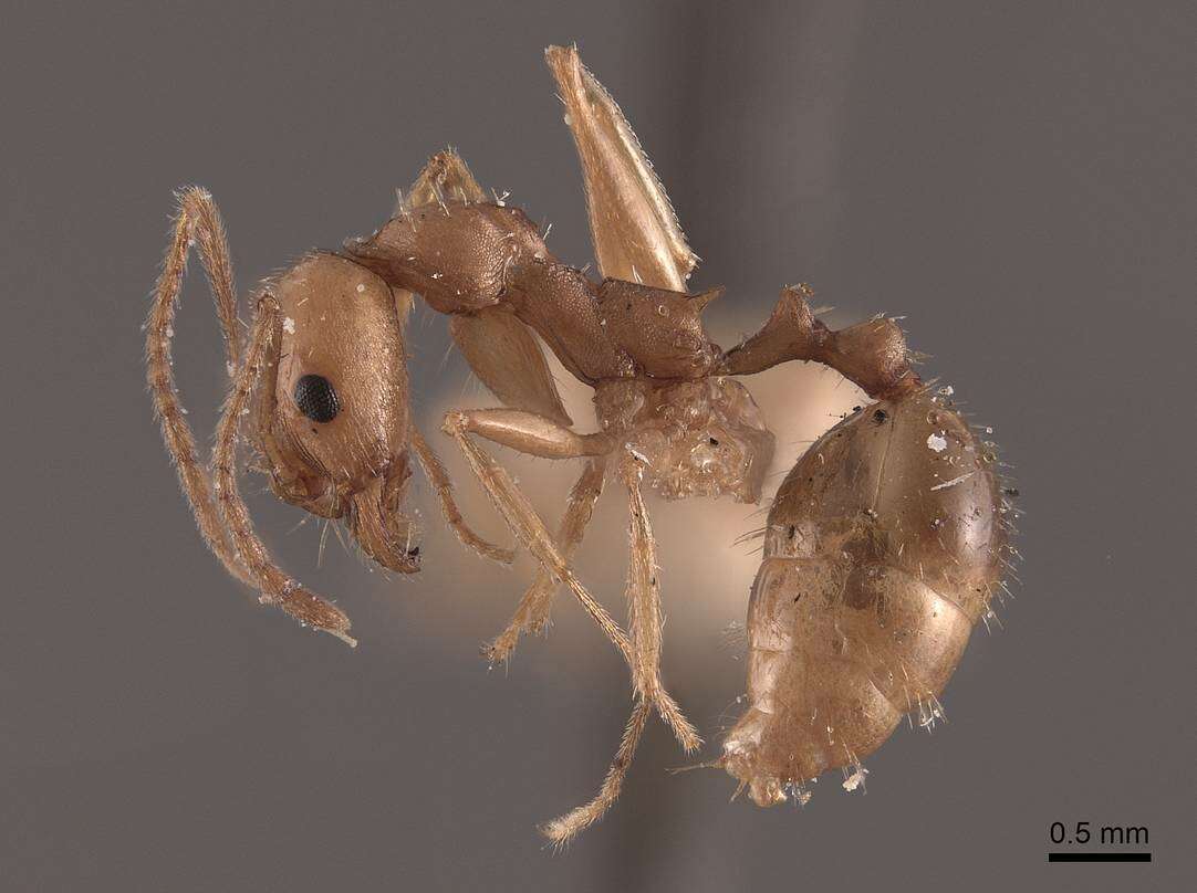 Image of Aphaenogaster carolinensis