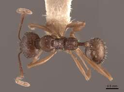 Image of Aphaenogaster picea (Wheeler 1908)