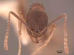 Image of Aphaenogaster picea (Wheeler 1908)