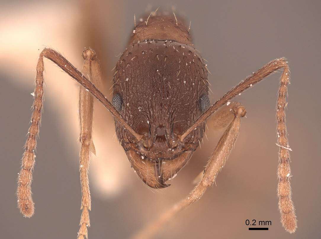 Image of Aphaenogaster picea (Wheeler 1908)