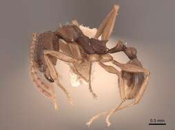 Image of Aphaenogaster picea (Wheeler 1908)