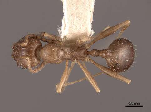 Image of Aphaenogaster occidentalis (Emery 1895)