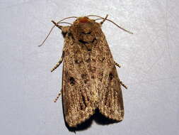 Image of Agrotis