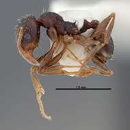 Image of Pheidole wheelerorum MacKay 1988