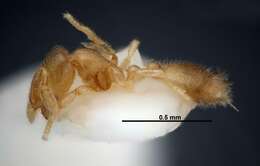 Image of Solenopsis subterranea MacKay & Vinson 1989