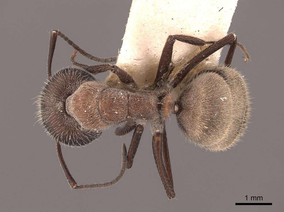 Plancia ëd Camponotus ocreatus Emery 1893