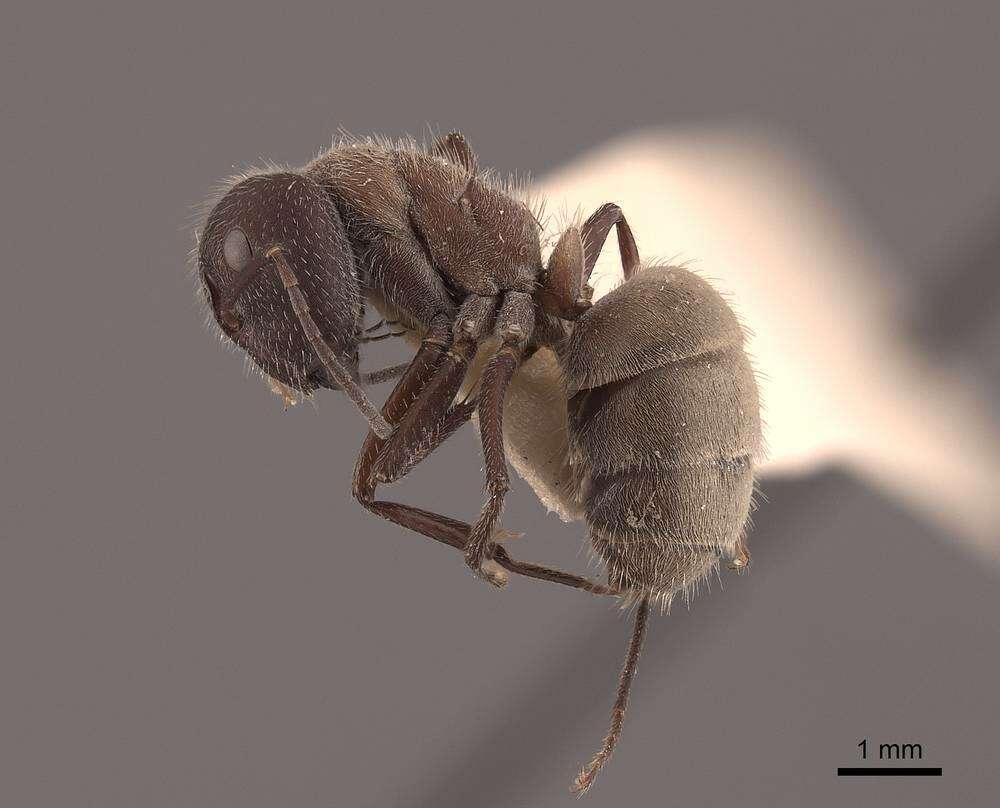 Plancia ëd Camponotus ocreatus Emery 1893