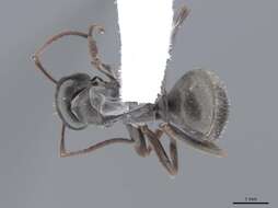 Image of wood ant